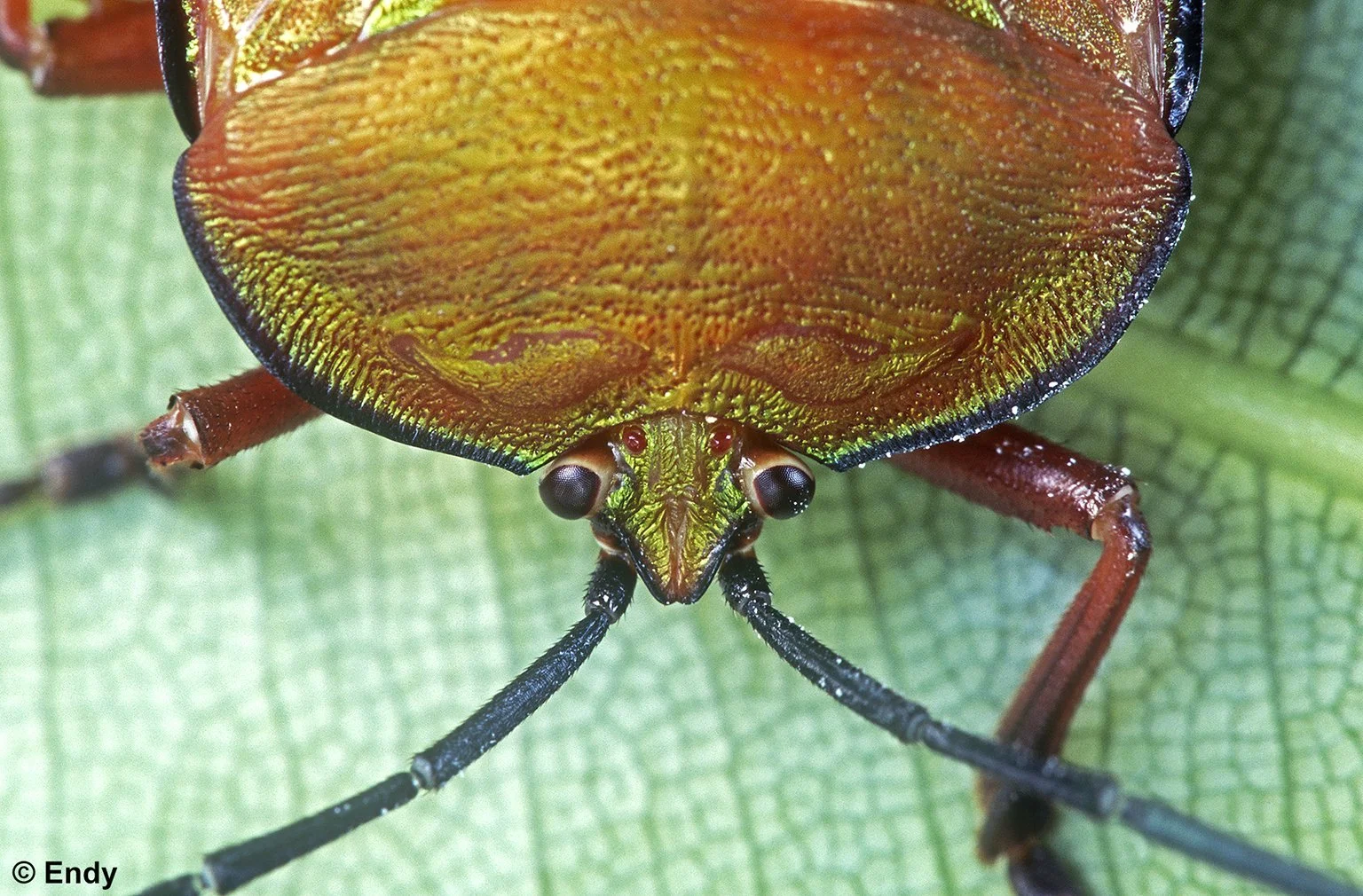 Newly Molted 1 (pycanum rubens) | Singapore Botanic Gardens