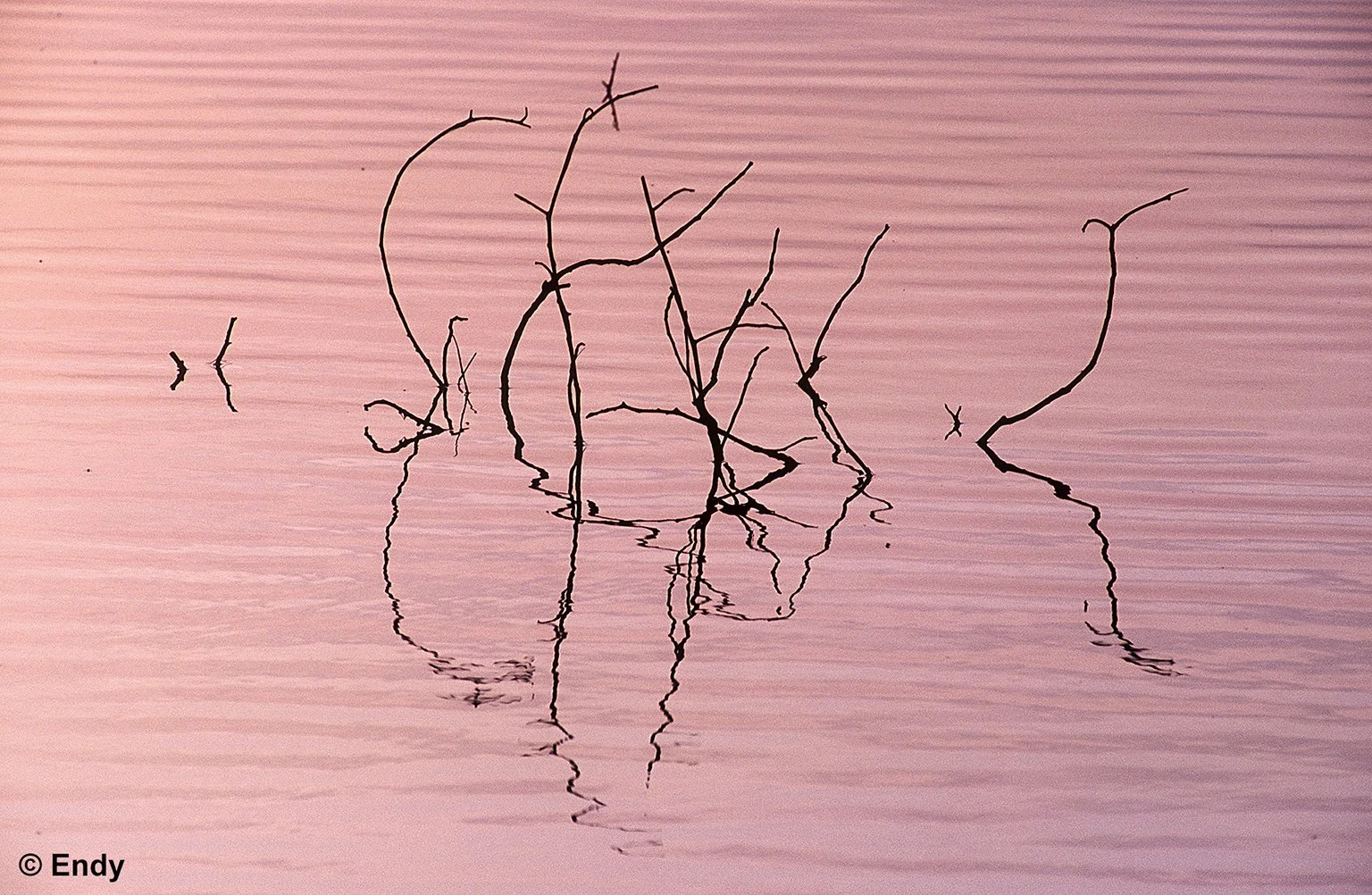 ND - dancing twigs  1536 - macritchie reservoir.jpg