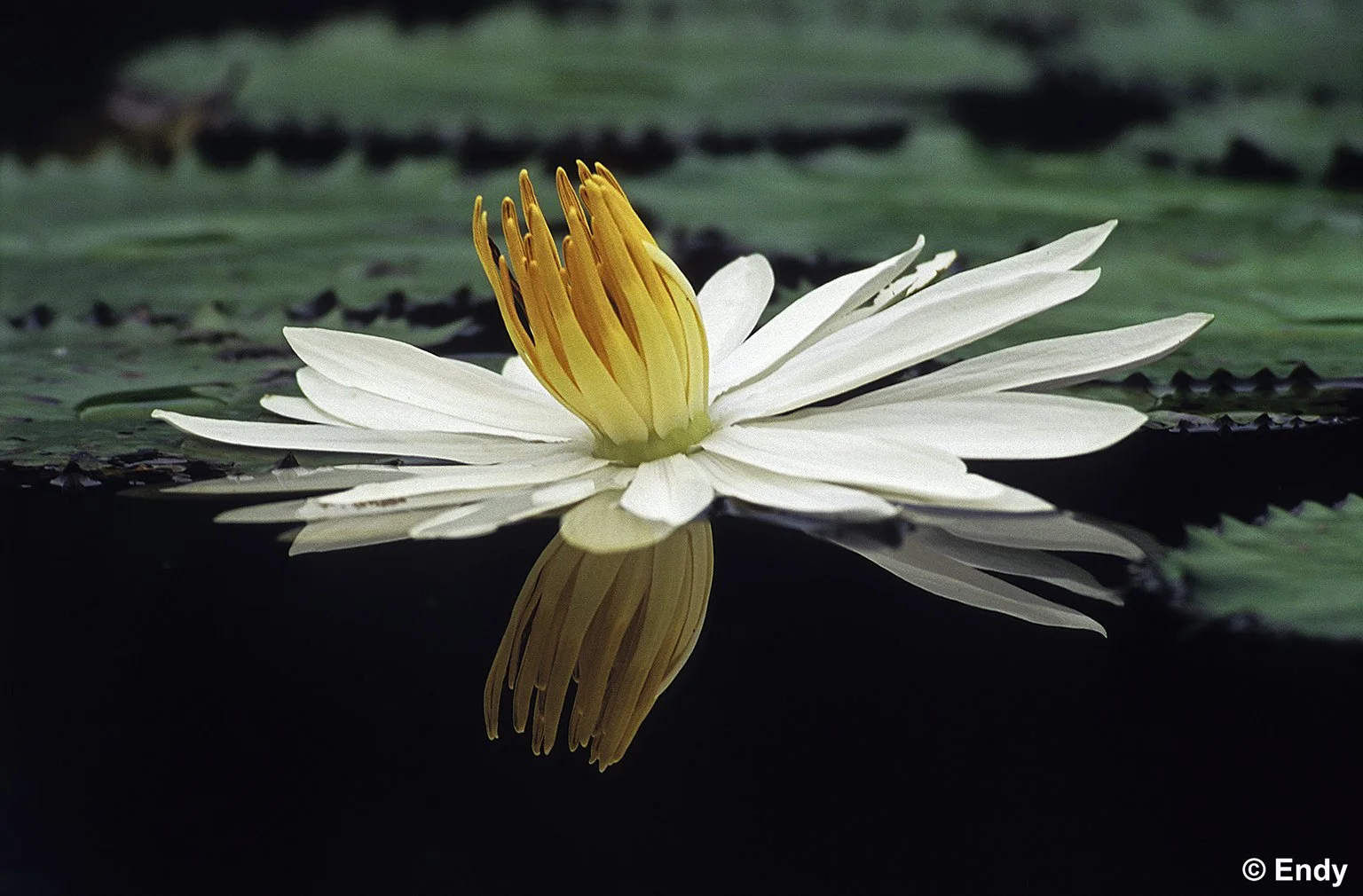 ND - Side Beauty  1536 - sbg.jpg