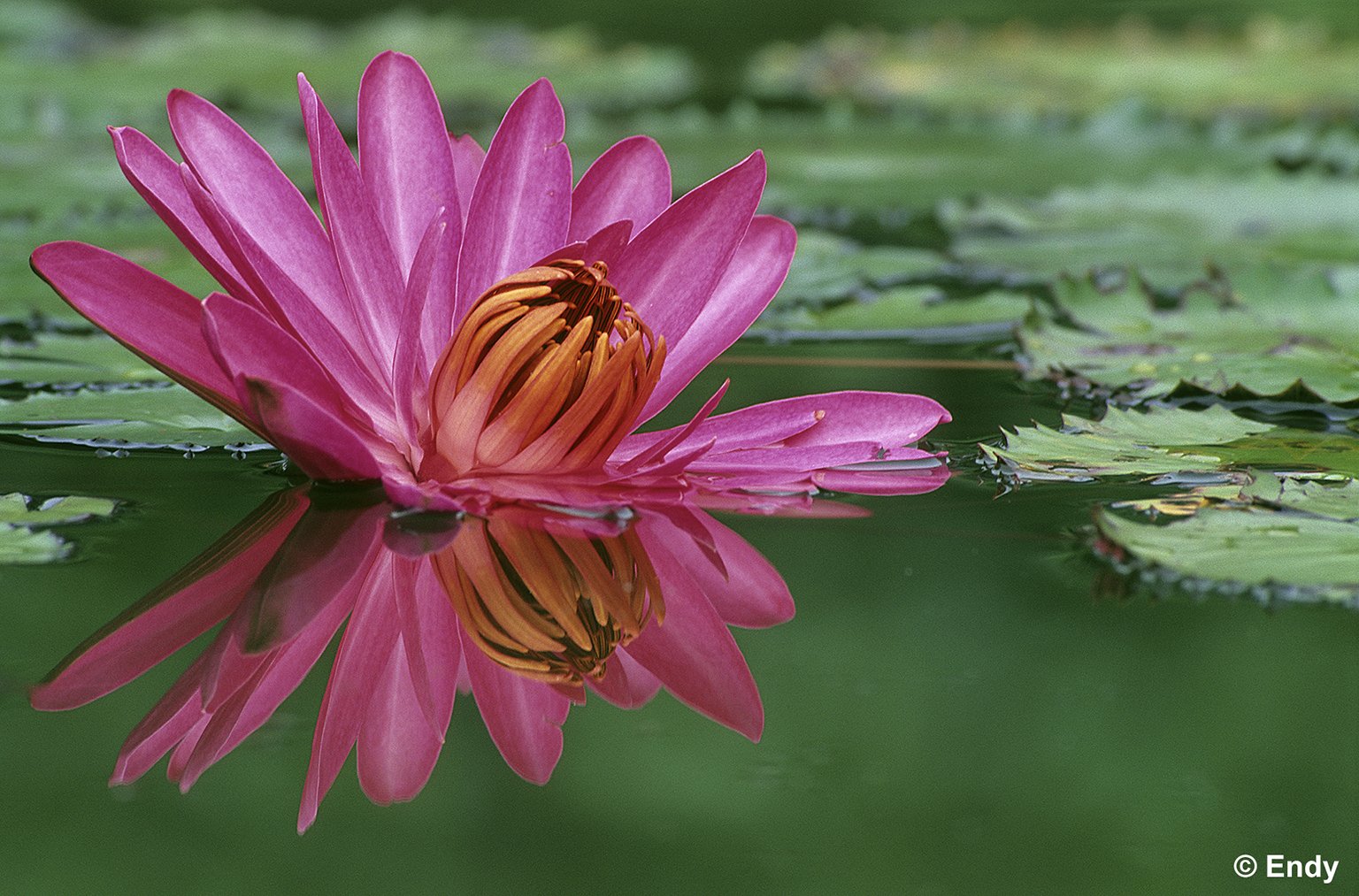 ND - reflecting beauty  1536 - sbg.jpg