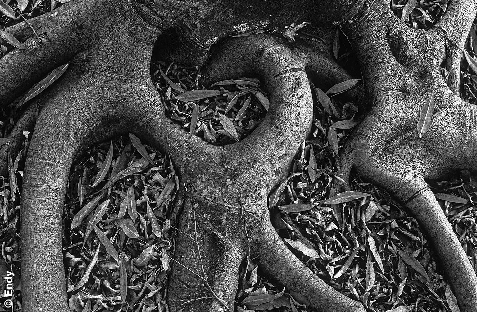 Surfacing Roots II | Singapore Botanic Gardens