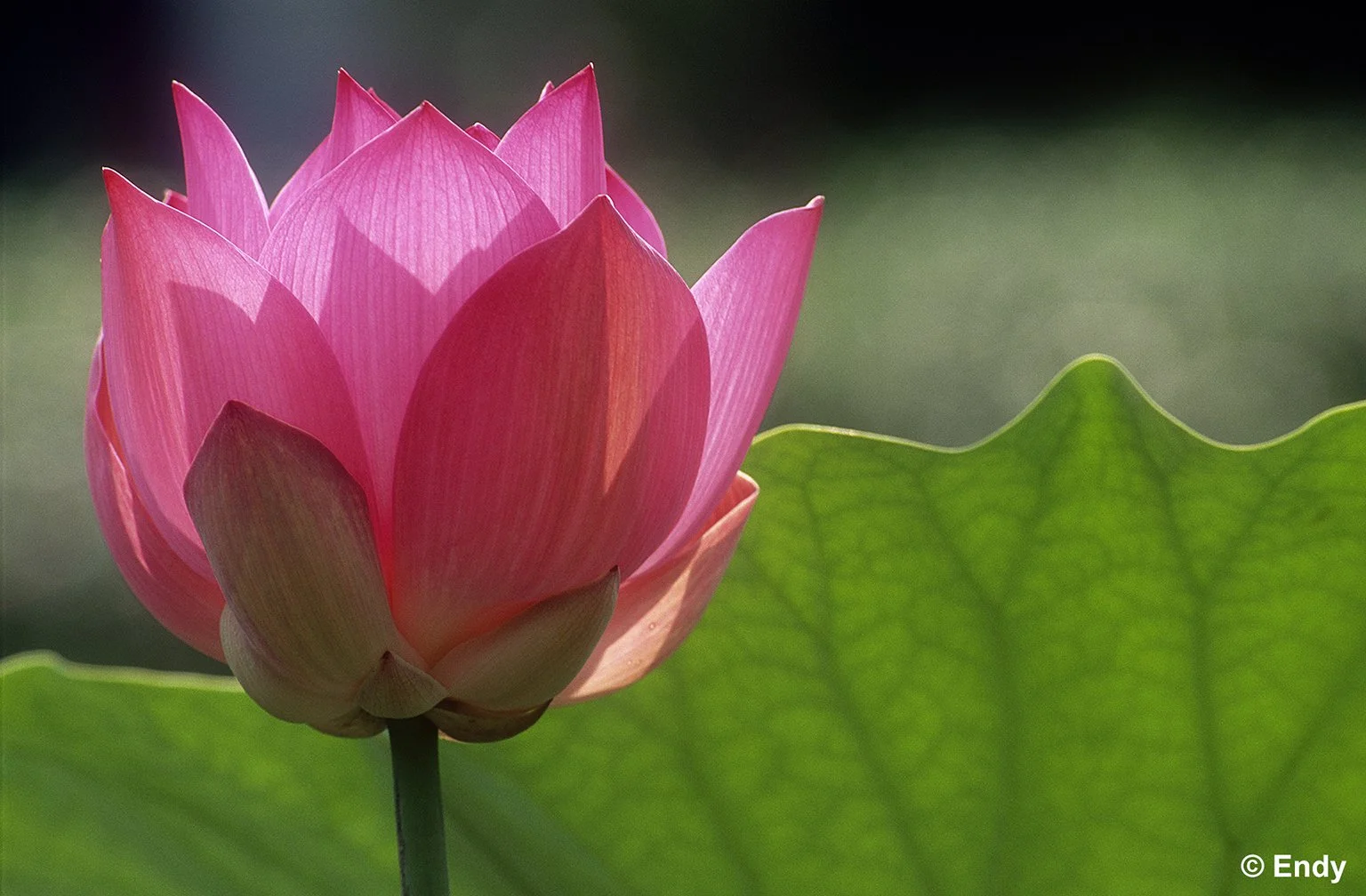  ND - backlit lotus flower 3  1536 - bishan amk park.jpg