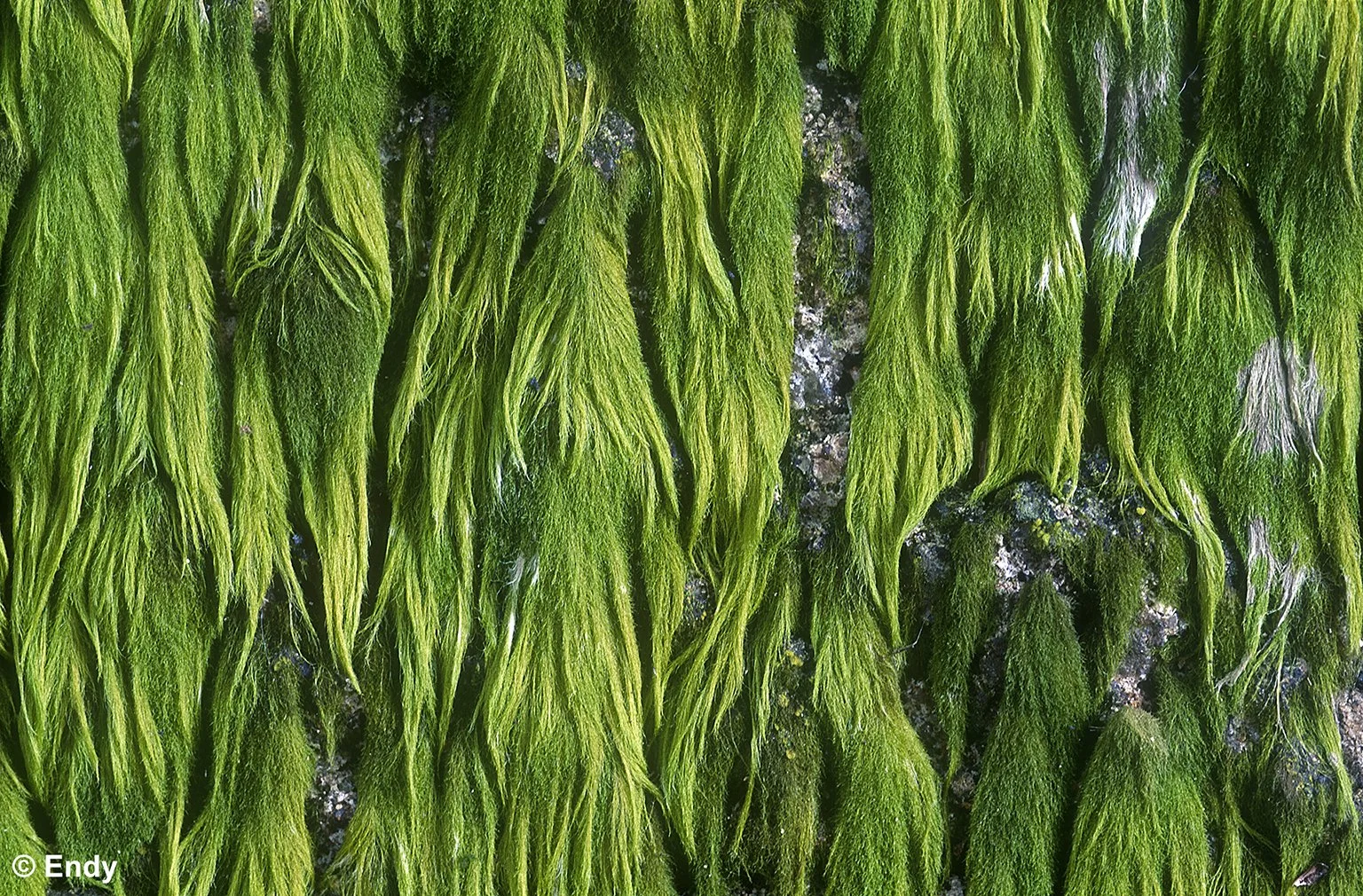 ND - algae green  1536 - bishan amk park.jpg
