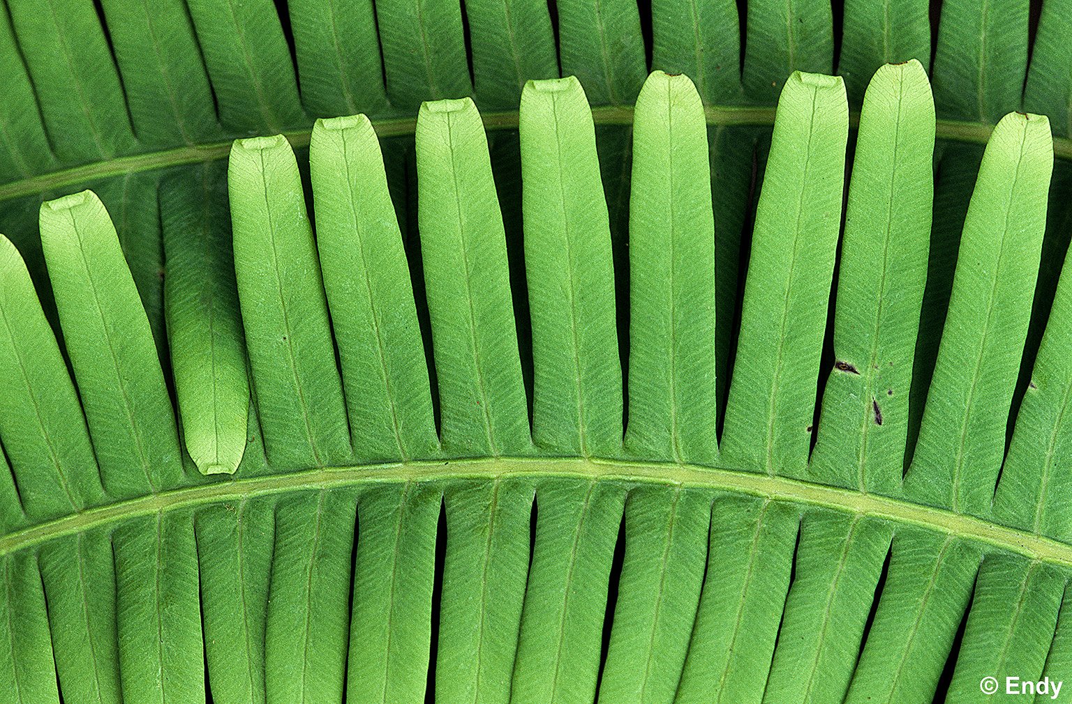 Resam Blades (dicranopteris linearis) | MacRitchie Reservoir