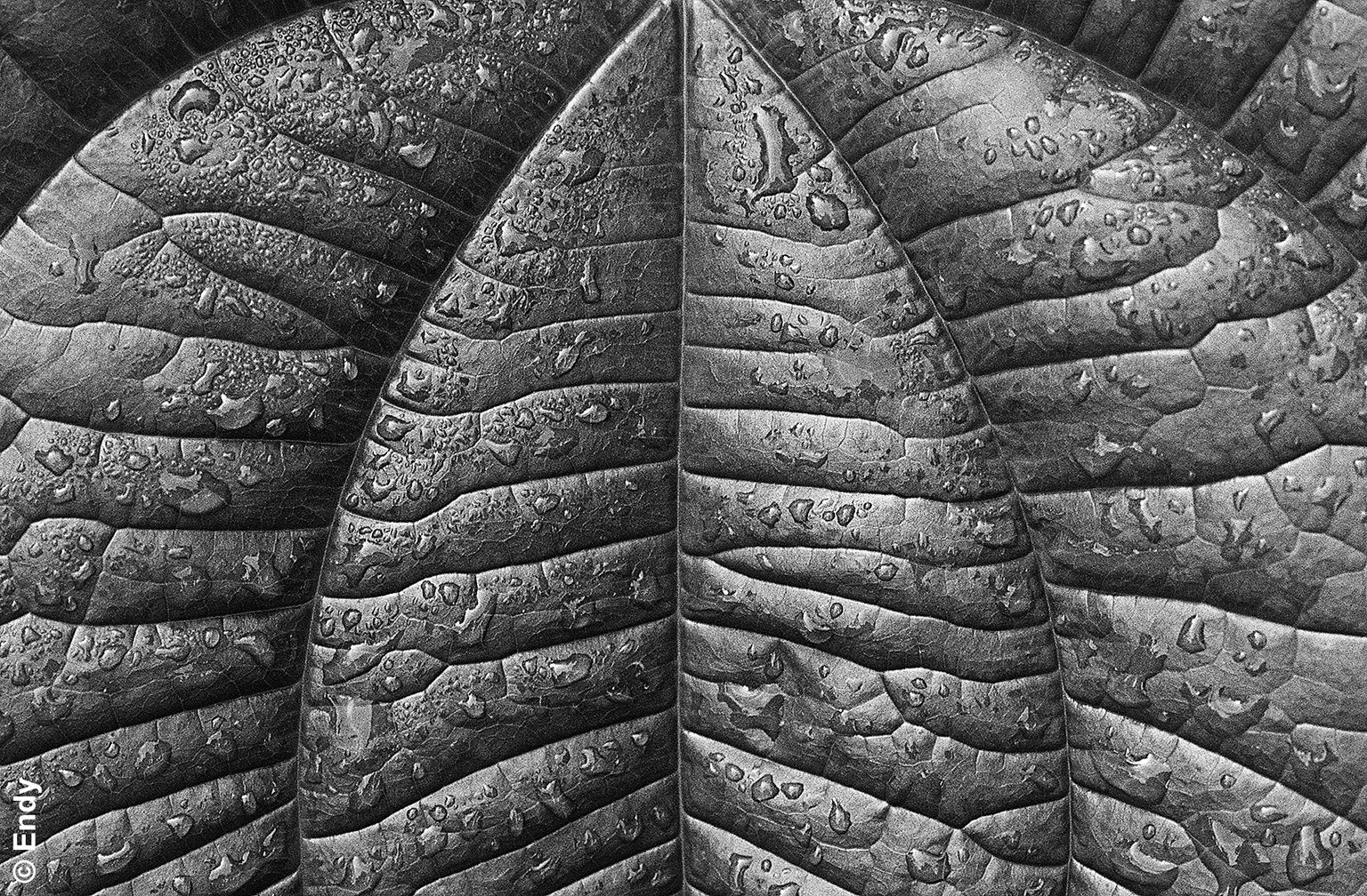 Dews on Leaves 1  |  Venus Link