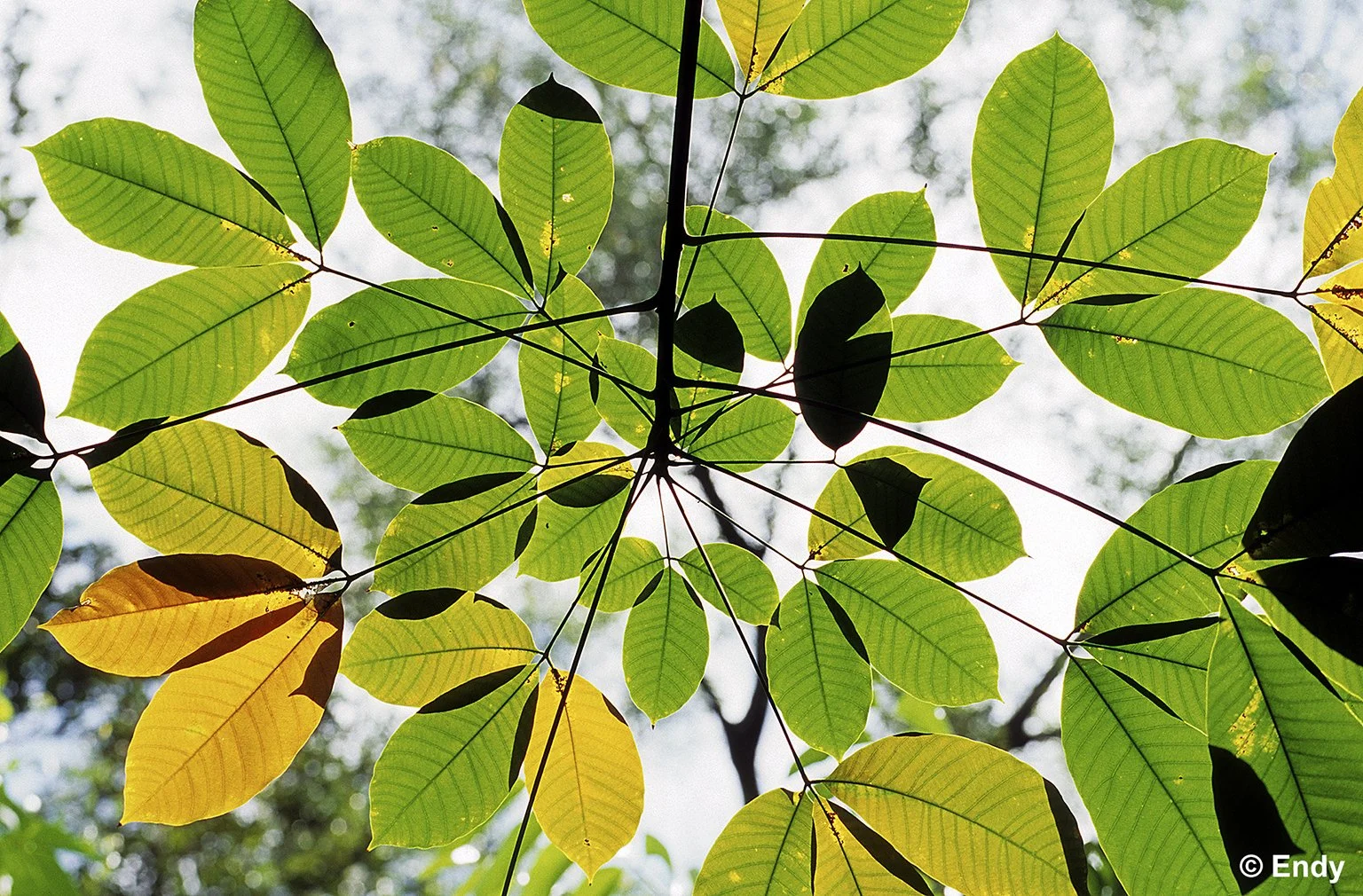 ND - young hevea  1536 - amk tgw.jpg