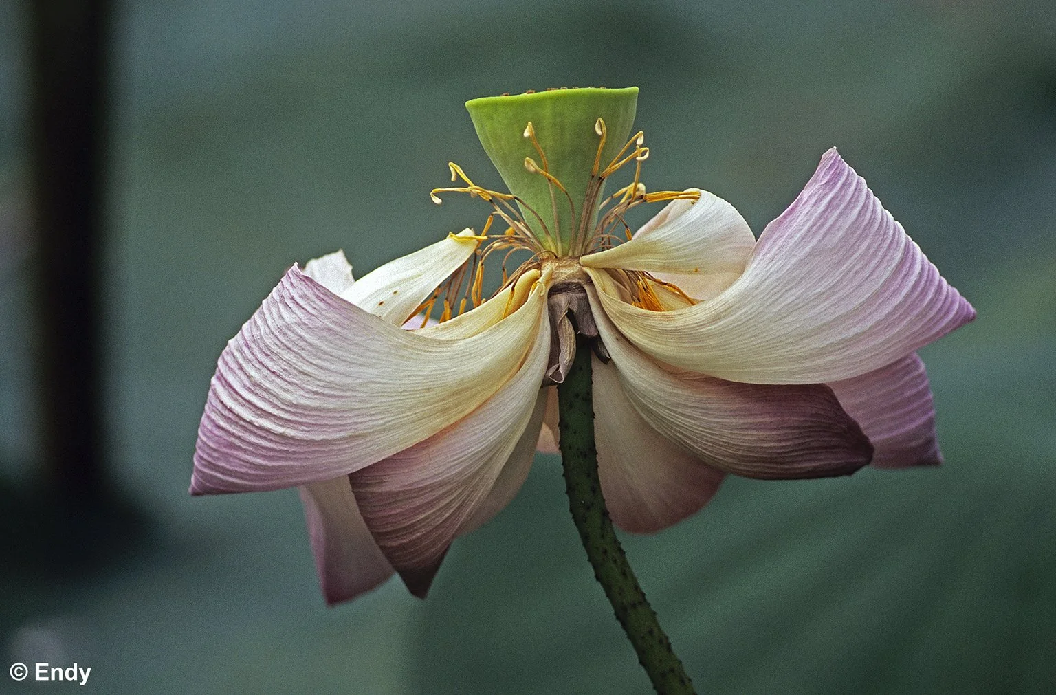 Emerging Seedpod (lotus)  |  Bishan Ang Mo Kio Park 
