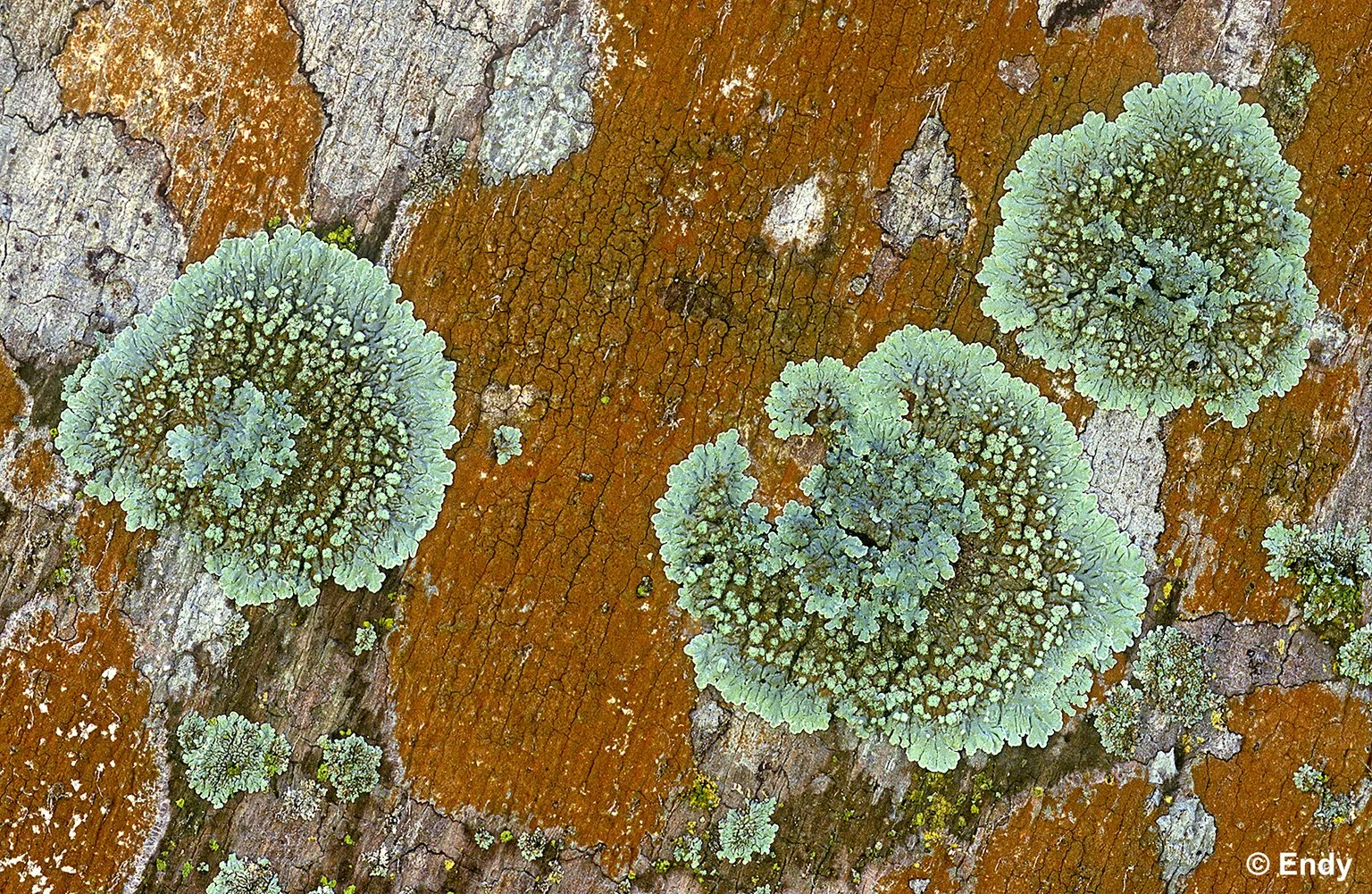 ND - lichens on palm trees 5 - splatter art  1536  - pasir ris park.jpg