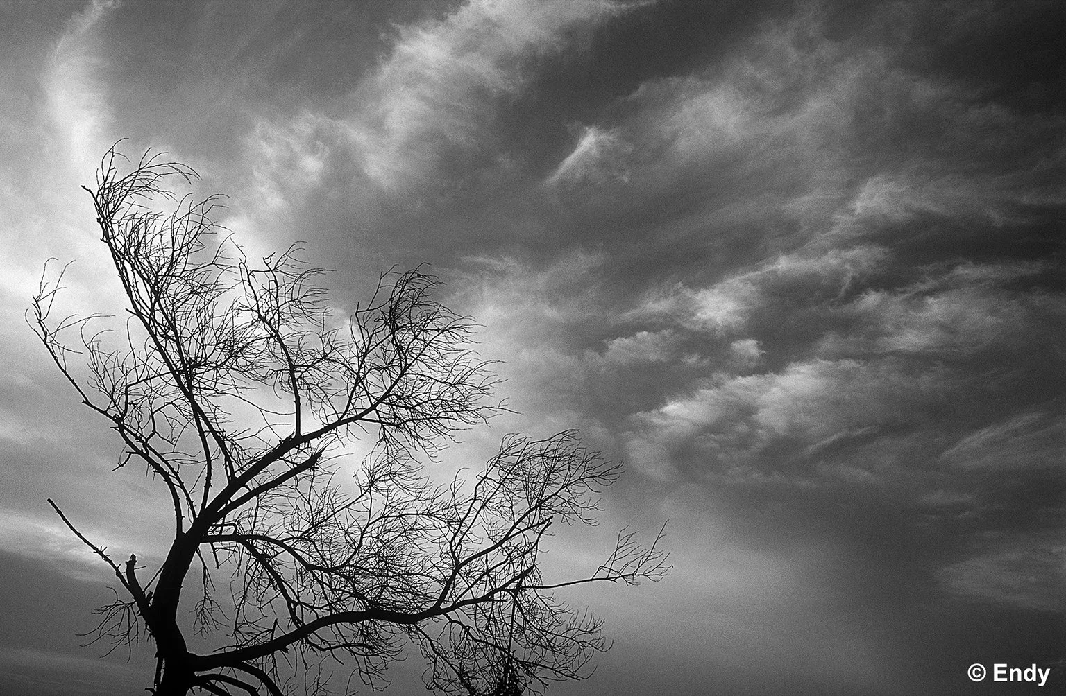 ND - tree and clouds II  1536 - tampines.jpg