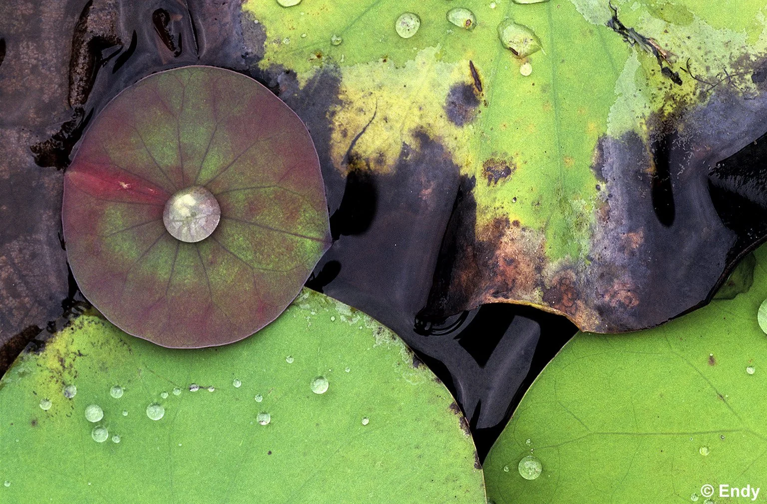 Leaf Eye  |  Bishan Ang Mo Kio Park 