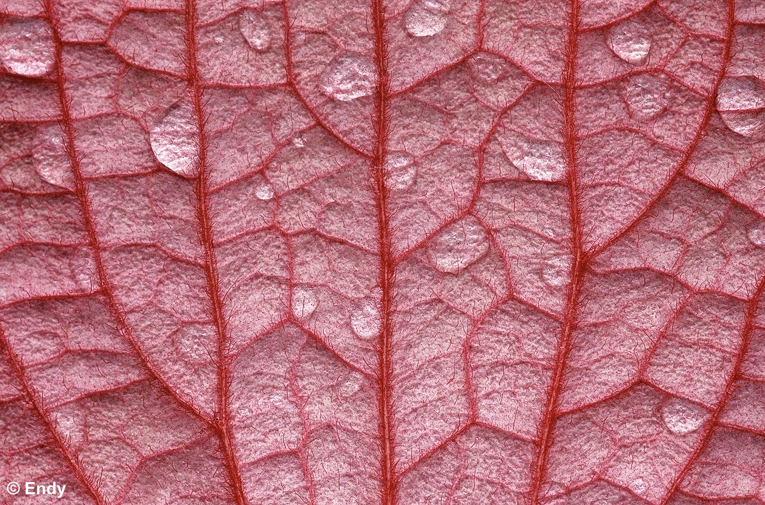 Red Veins (mussaenda erythrophylla)  |  Sims Avenue 