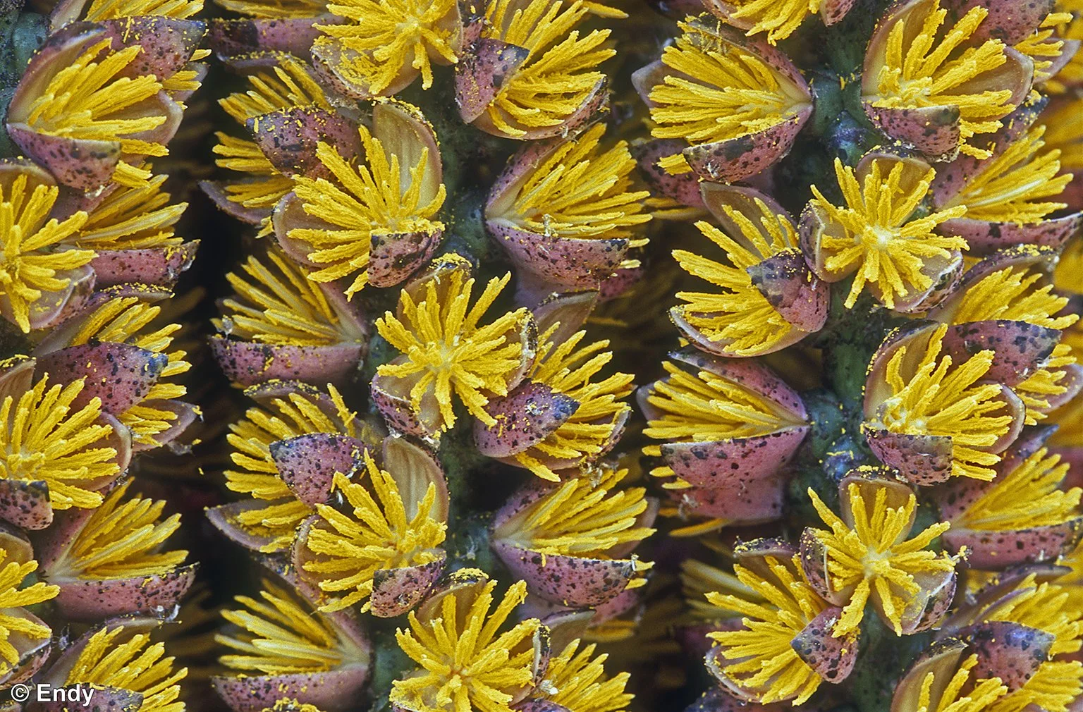 Little Flowers of Fishtail Palm (caryota mitis) | Windsor Nature Park