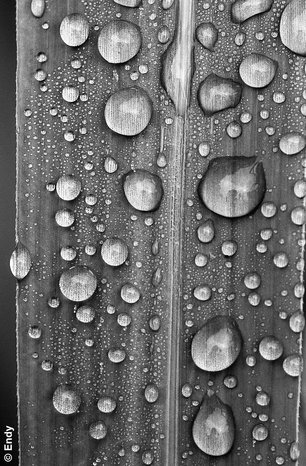 Dews on Leaves 6  |  Thanggam