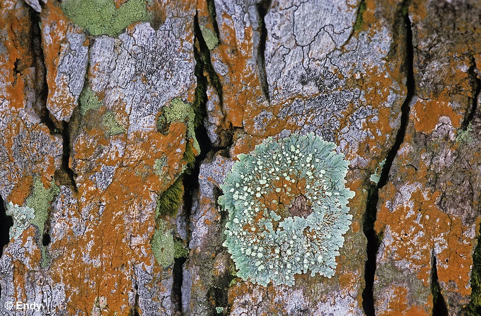 ND - lichens on palm trees 4  1536  - pasir ris park.jpg