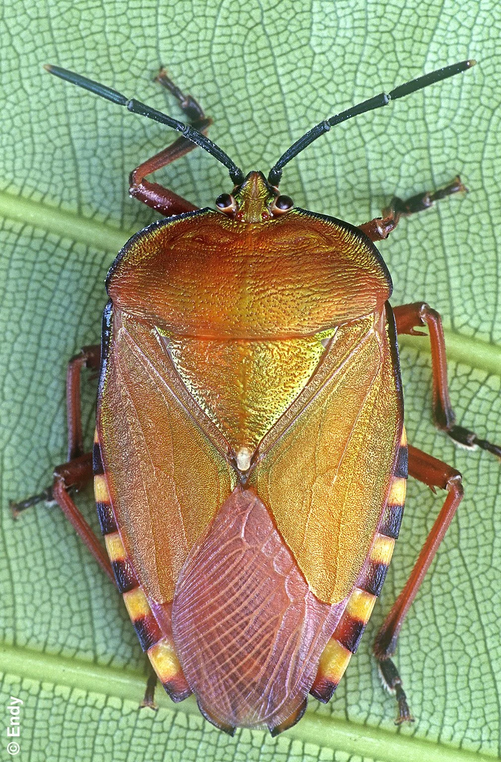 Newly Molted 1 (pycanum rubens) | Singapore Botanic Gardens