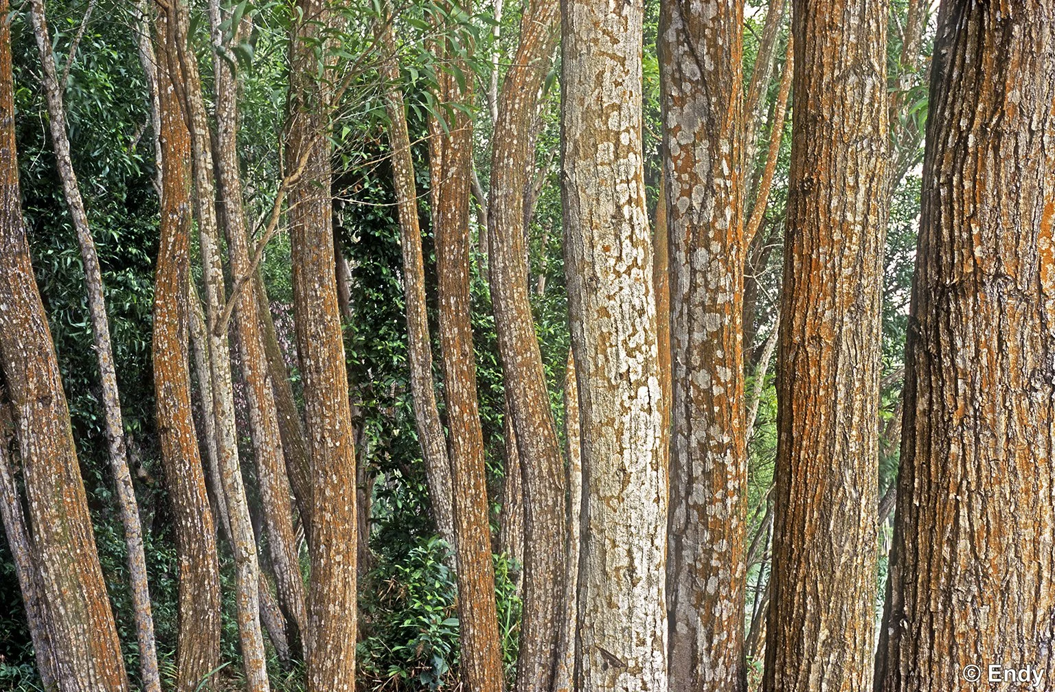 Trunks Acacia (acacia auriculiformis) | Tampines