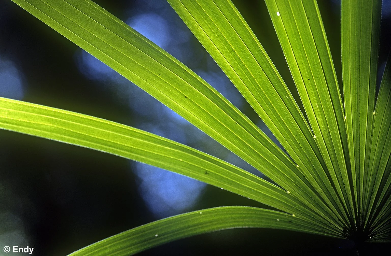 Rhapis Green (rhapis excelsa)  |  Sentosa Island