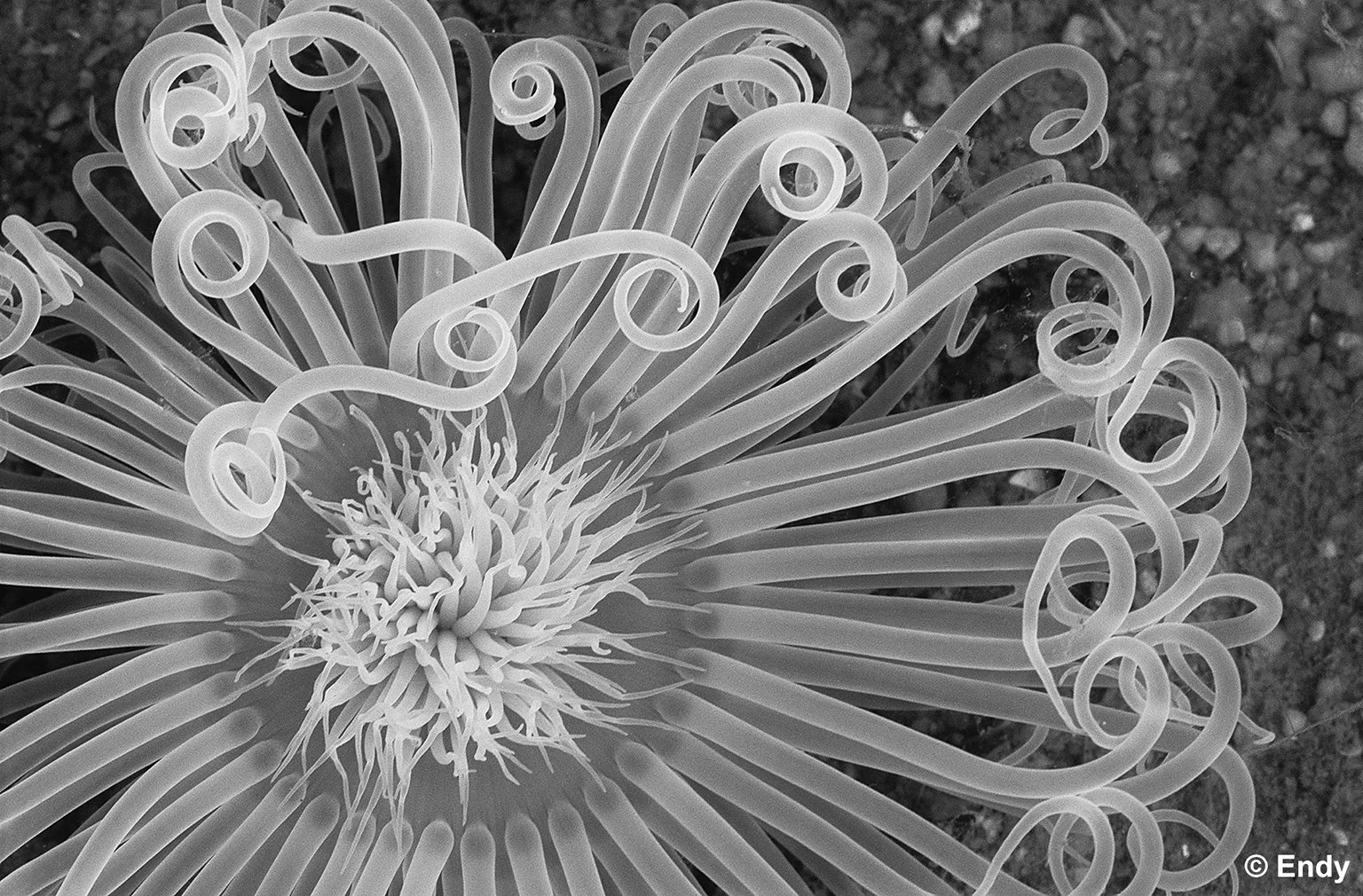 ND - seaflower II  1536 - changi pt.jpg