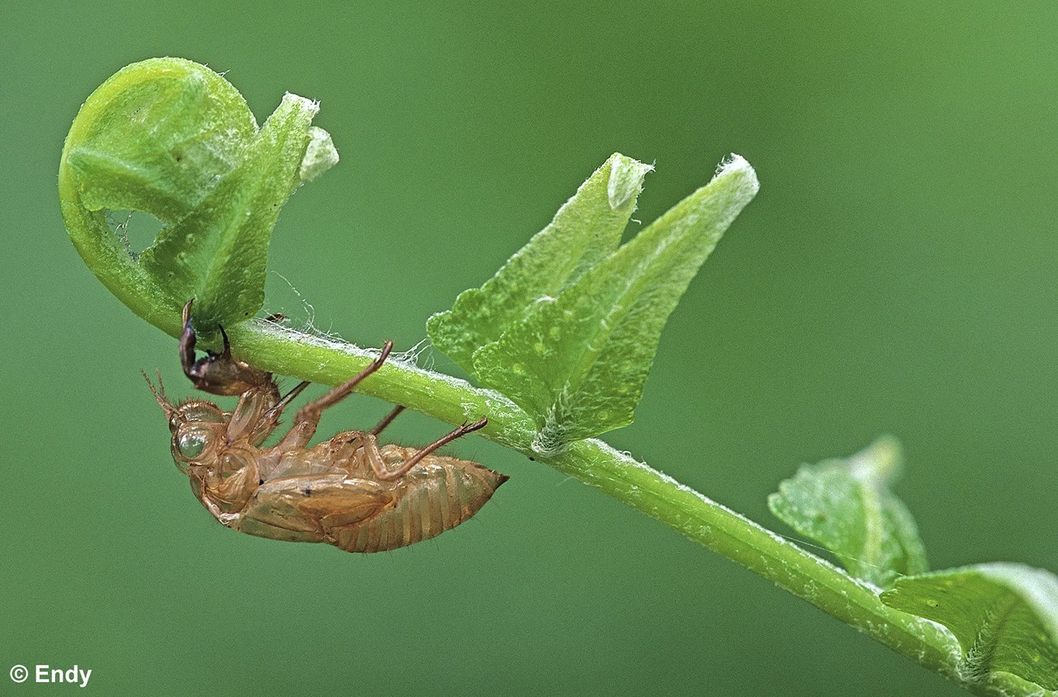Exuviae (the remains of exoskeleton after cicada moulting) | Ang Mo Kio Town Garden West
