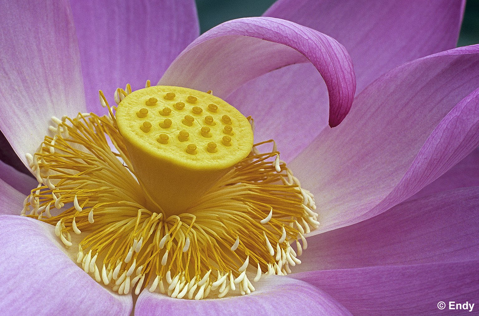 Lotus & Waterlily