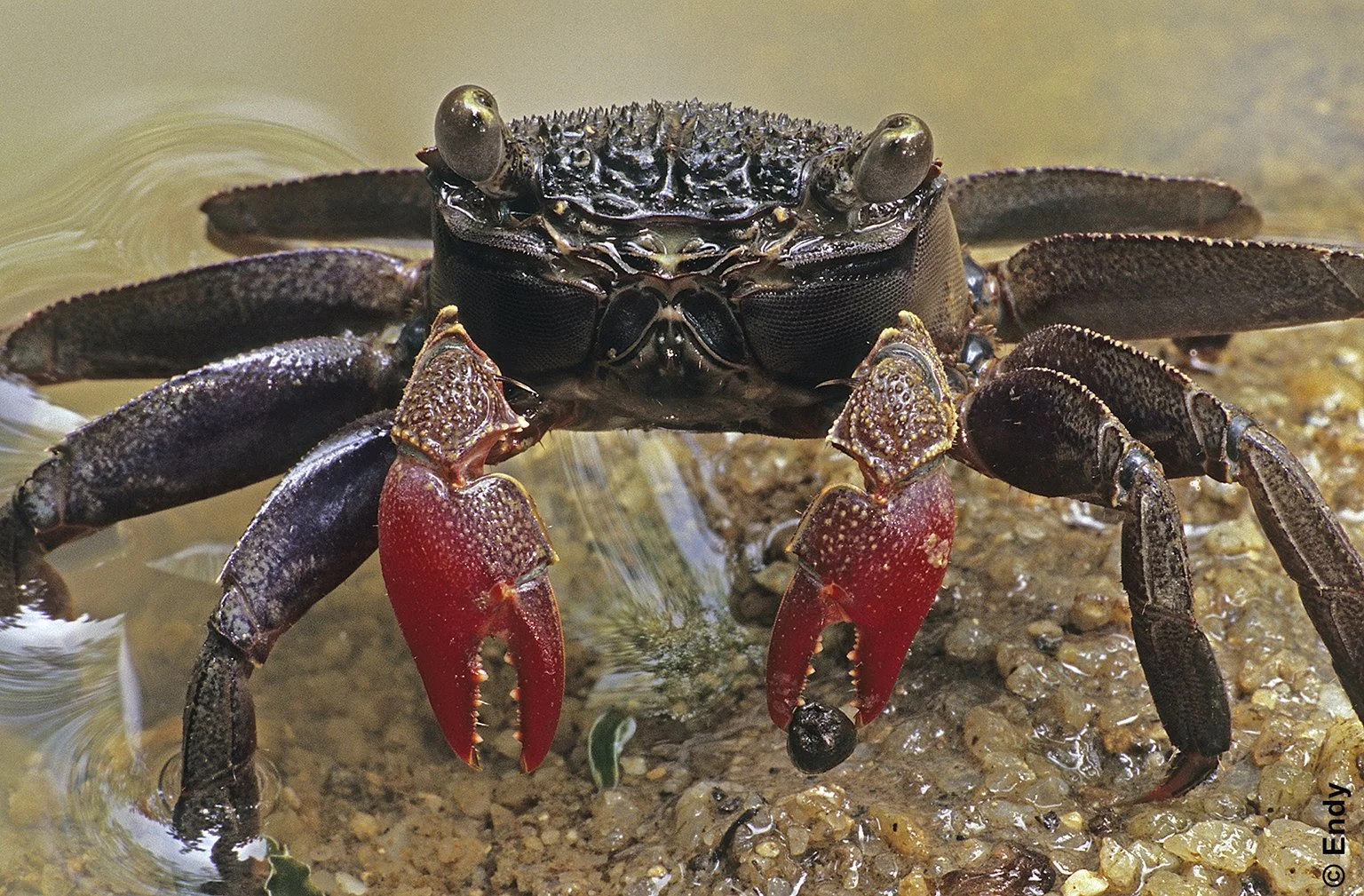 ND - tree climbing crab 1536 - sungei tampines.jpg