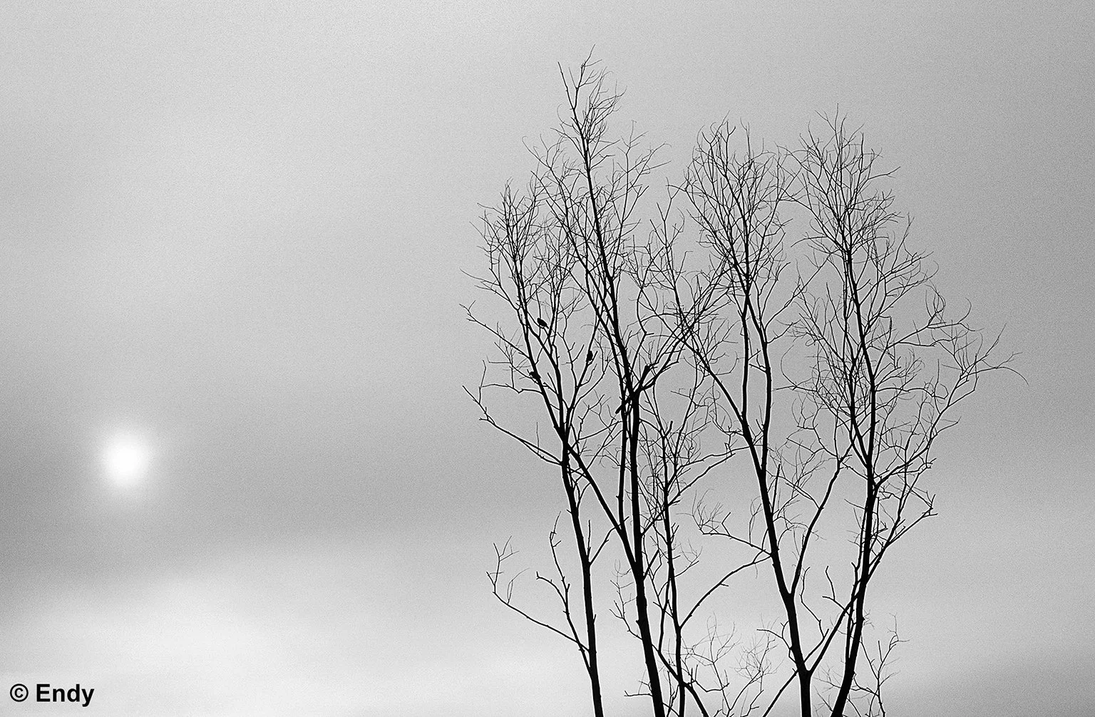 Tree and Haze II | Tampines