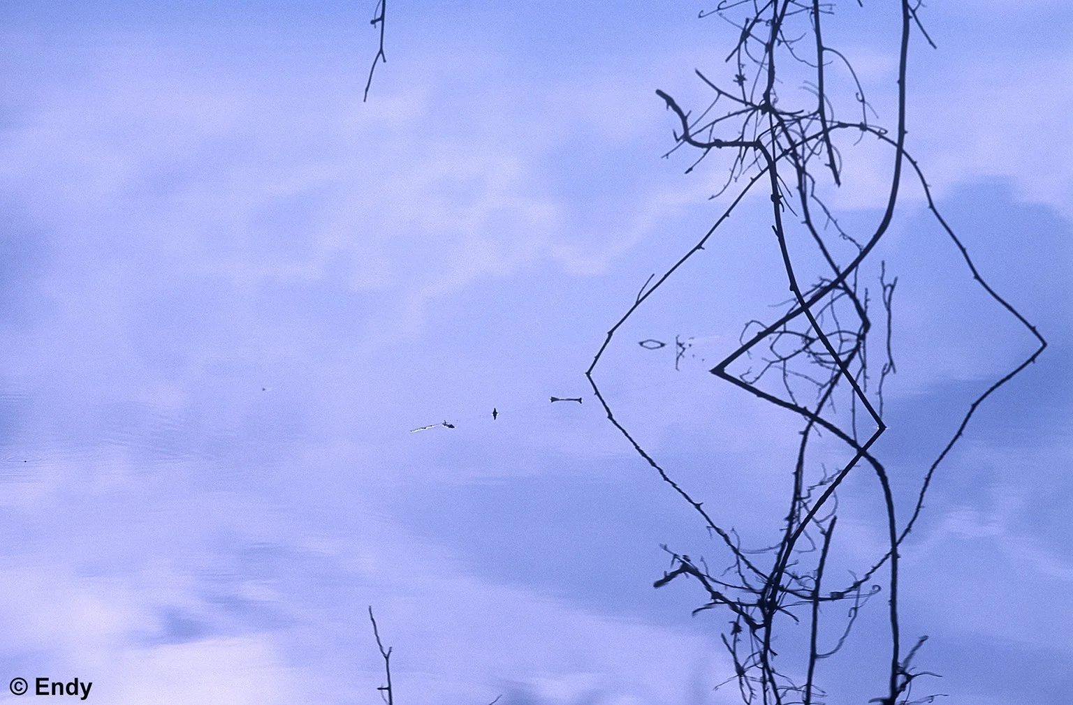 ND - twigs and water and clouds  1536 - macritchie reservoir .jpg