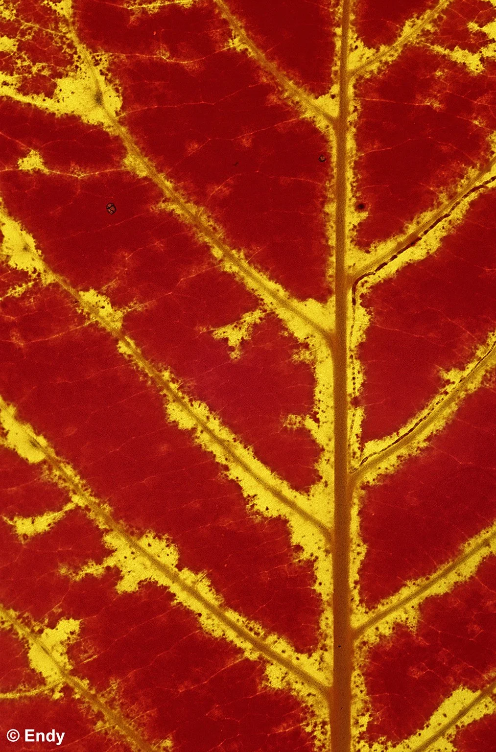 Ketapang Red (Terminalia catappa)  |  Singapore Botanic Gardens