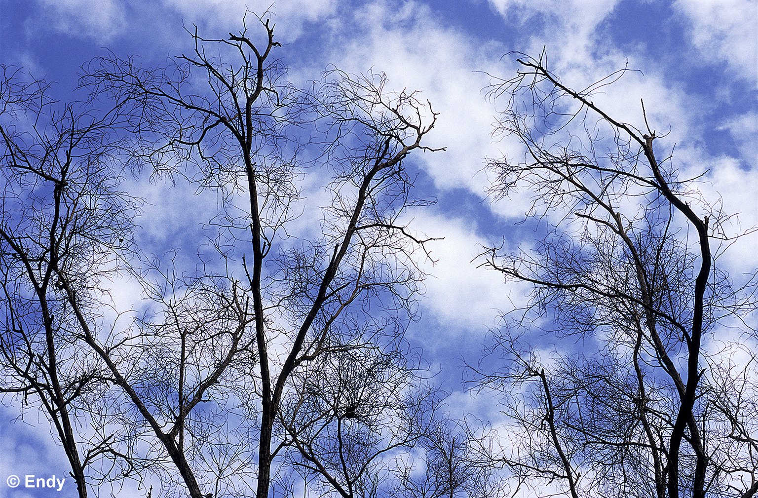 ND - trees n clouds 1536 - tampines eco green.jpg