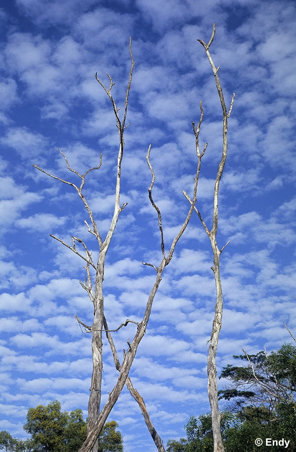 Still standing  |  Tampines  