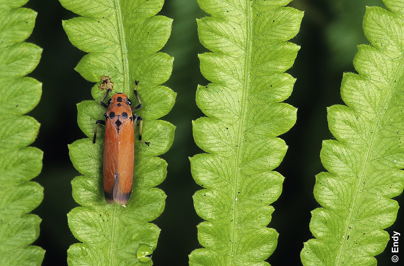 ND - leafhopper on fern 1536 - segar rd.jpg