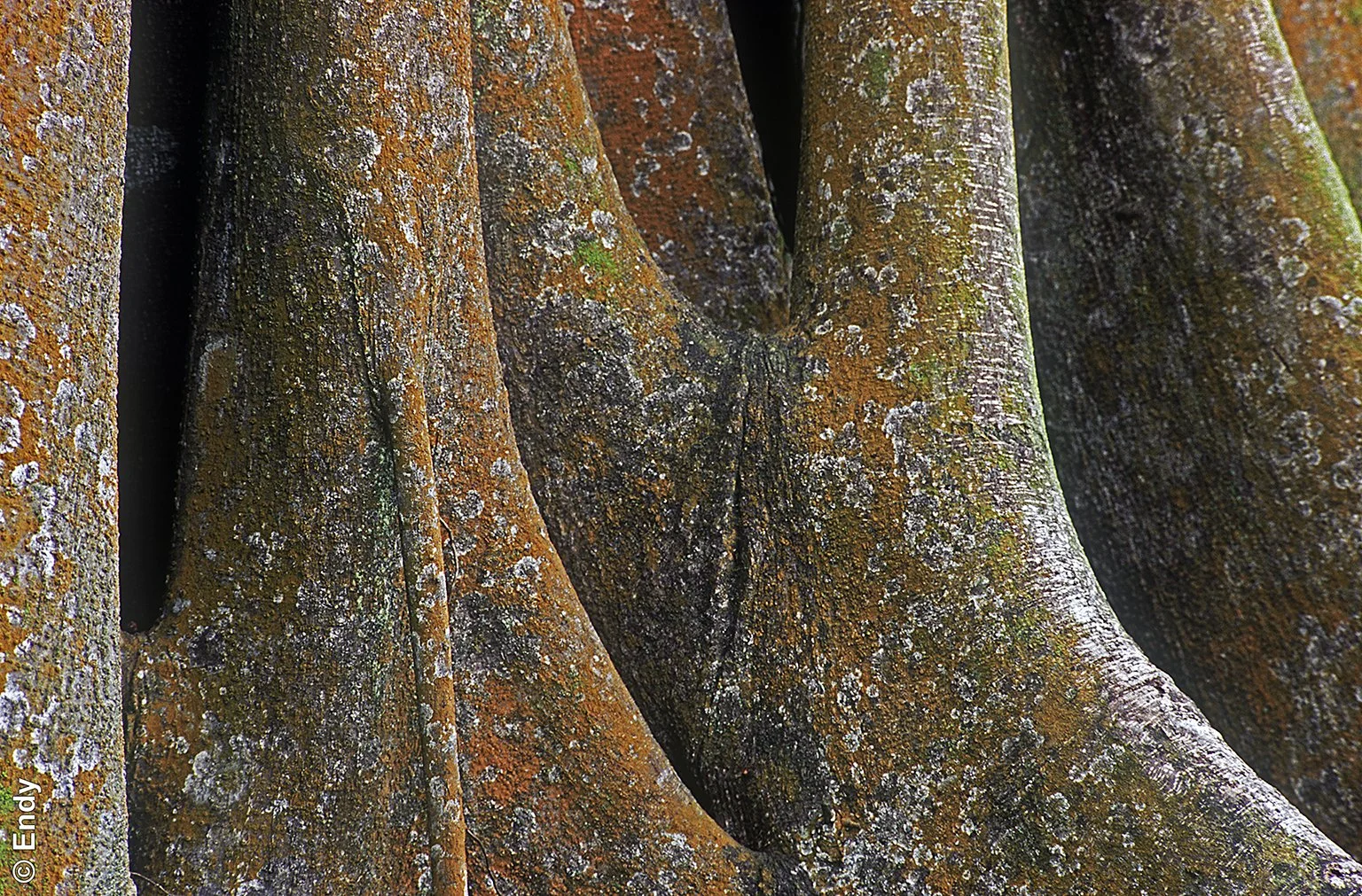 Ficus Tree Base (ficus Benjamina) | Chinese Garden