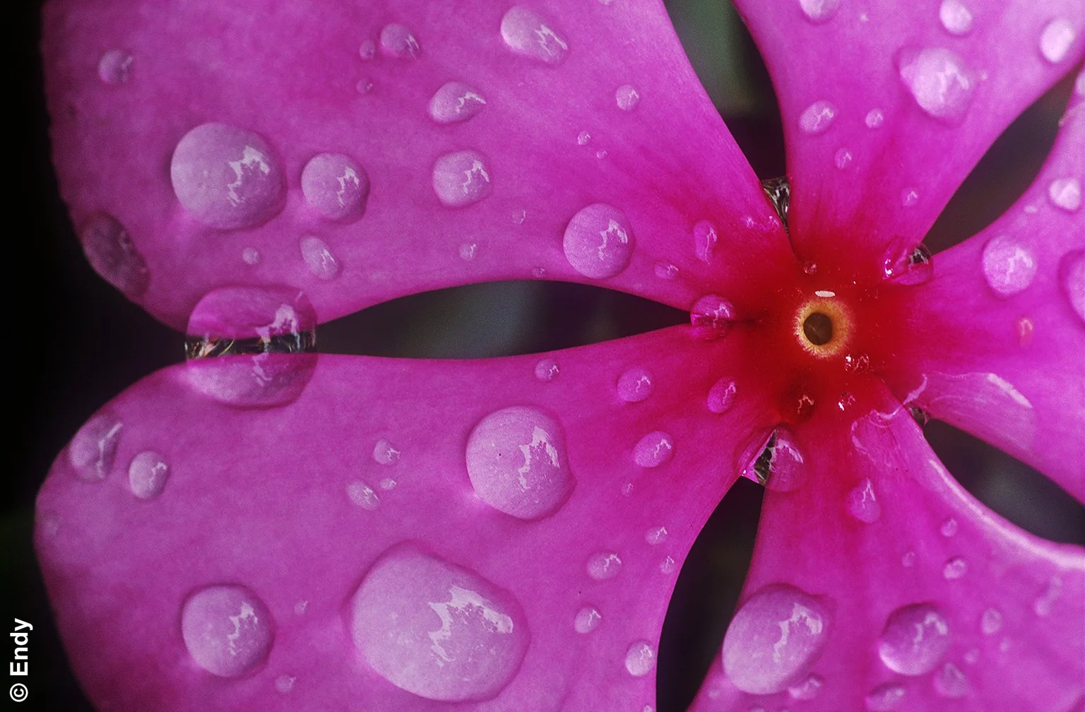 ND - raindrops on periwinkle  1536 - sbg.jpg