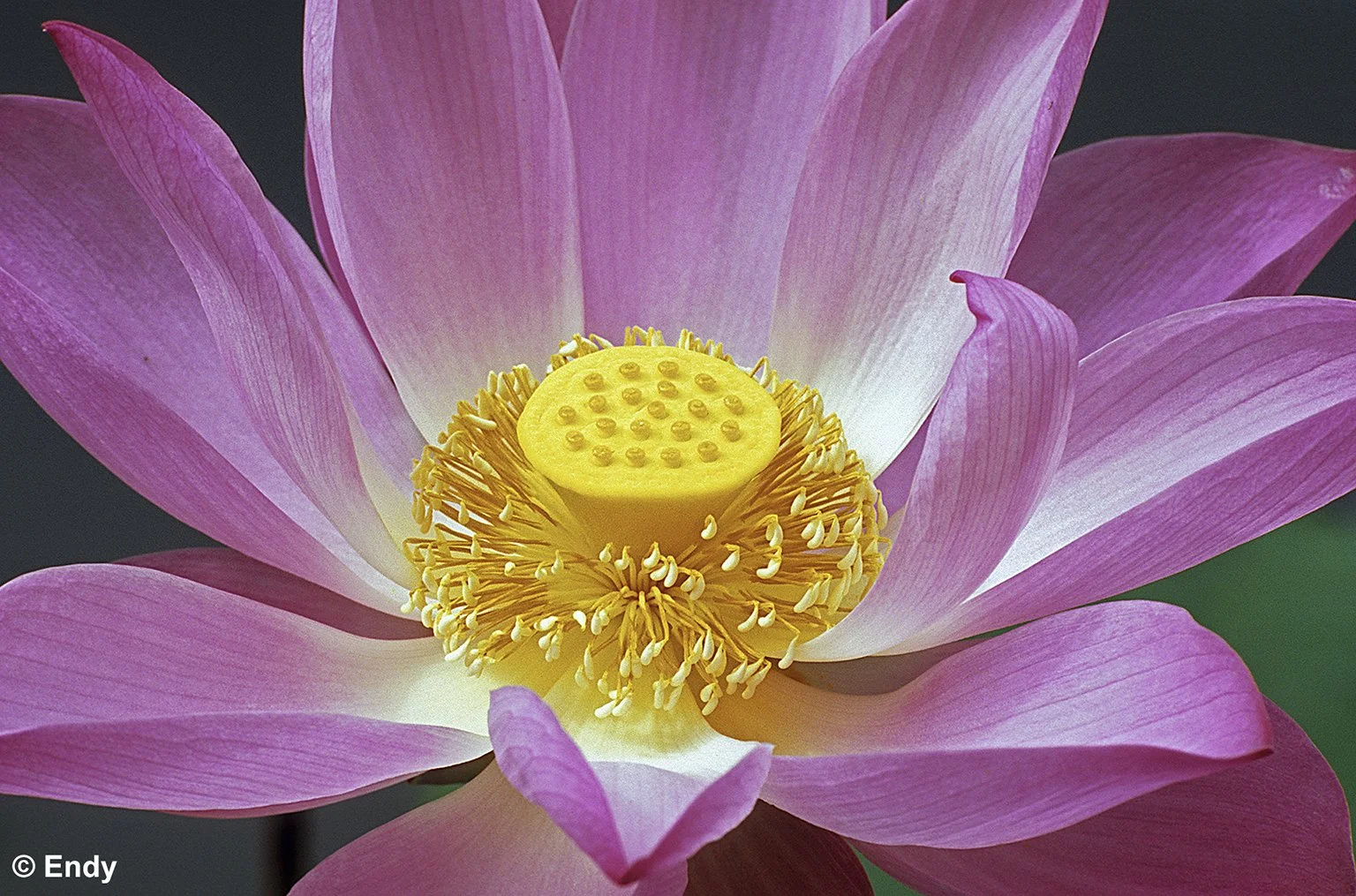 ND - lotus flower  1536 - bishan amk park.jpg