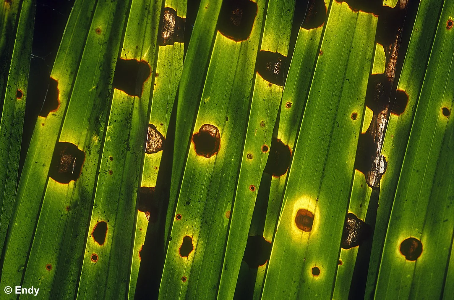 ND - palm leaves decay  1536 - venus link.jpg