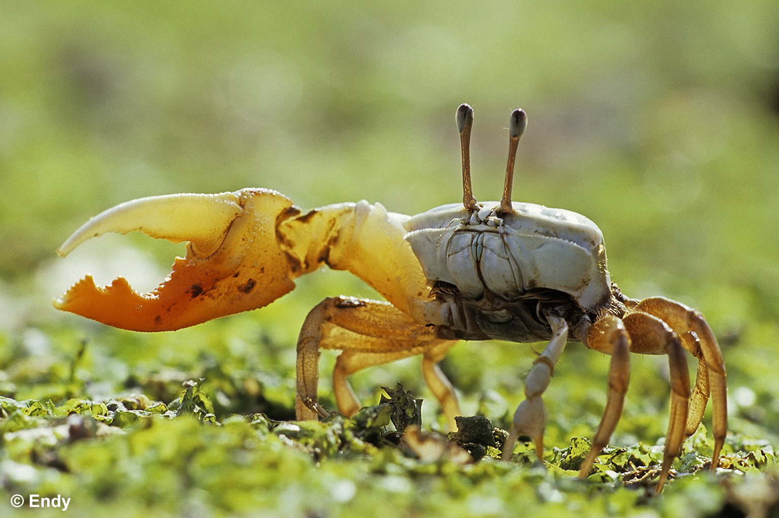 ND - the orange fiddler 1536 - loyang beach.jpg