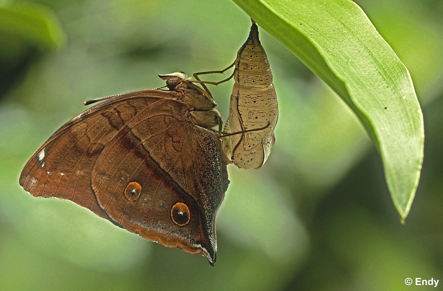 Before First Flight (doleschallia bisaltide) | Rifle Range Nature Park