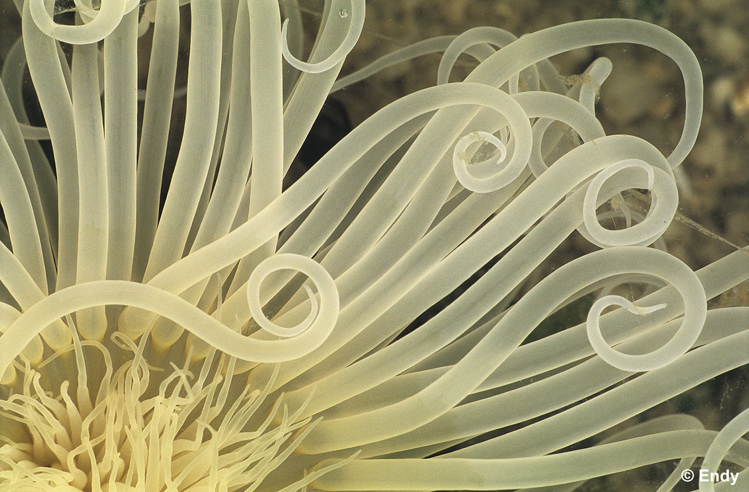 ND - peacock anemone during low tide 2  1536  - changi pt.jpg