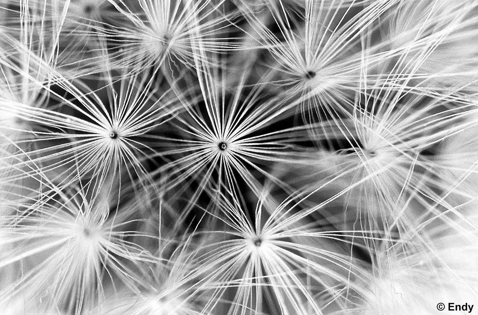 Cupid's Shaving Brush (Emilia sonchifolia) | Coastal Park Connector 