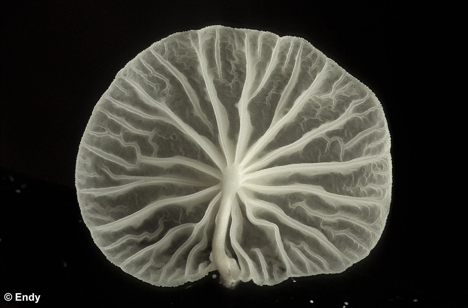 ND - white fungus  1536 - jurong west.jpg