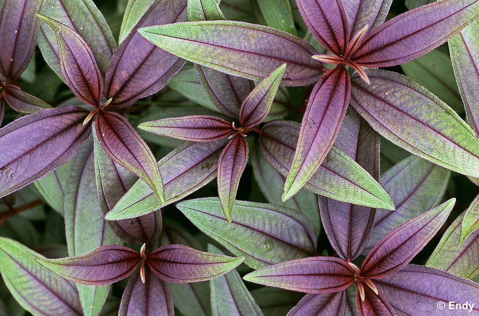  ND - sendudok new shoots  1536 - jurong park connector.jpg