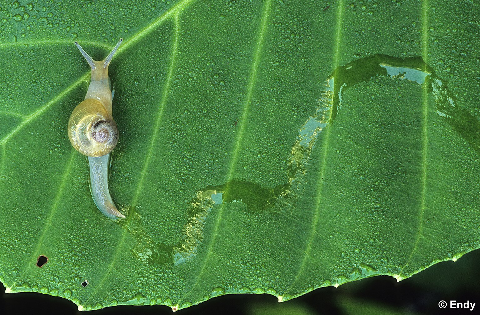 Snail Trail (helicarion perfragilis) | Singapore Botanic Gardens