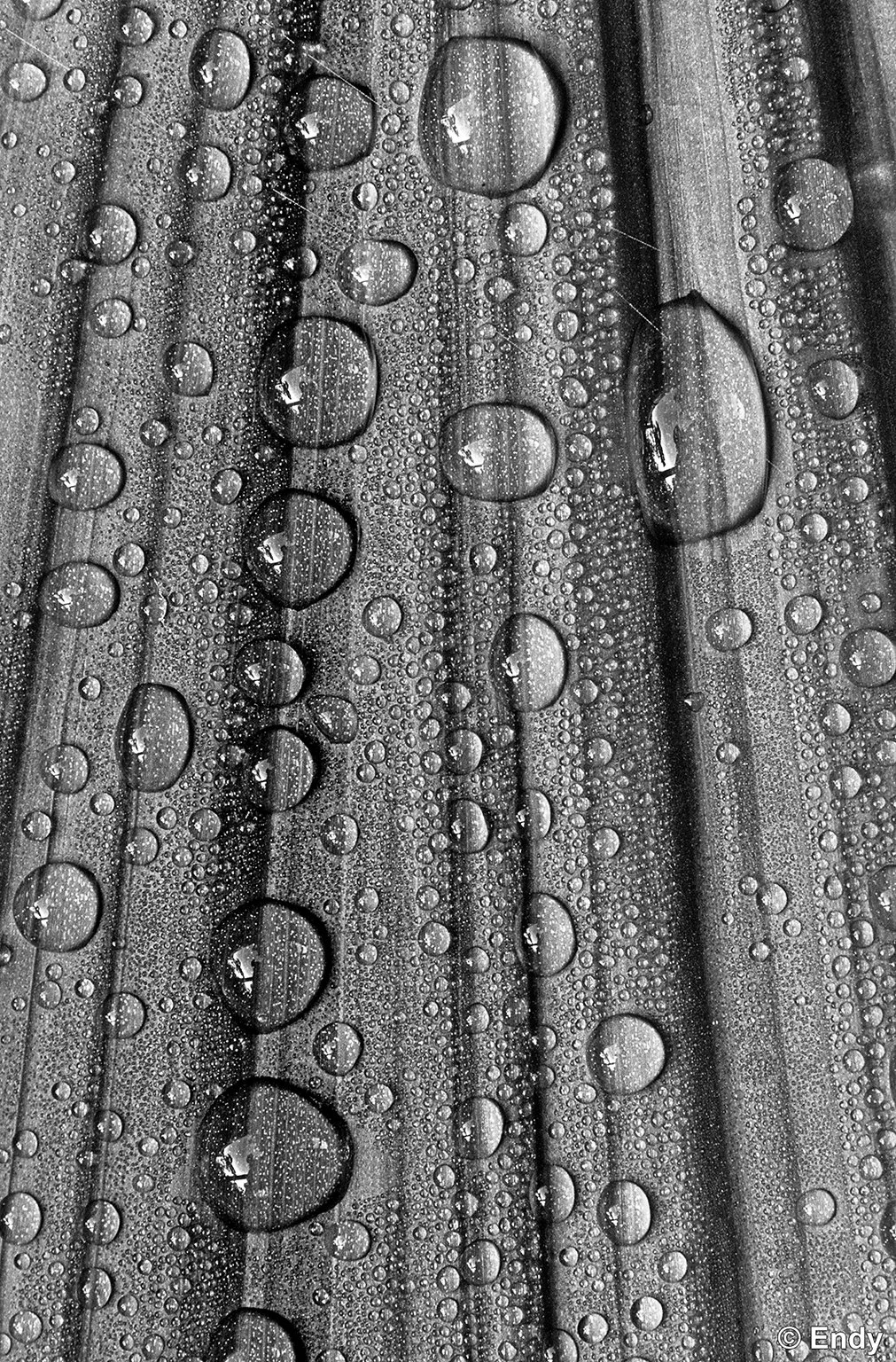 Dews on Leaves 4  |  Southern Ridges 