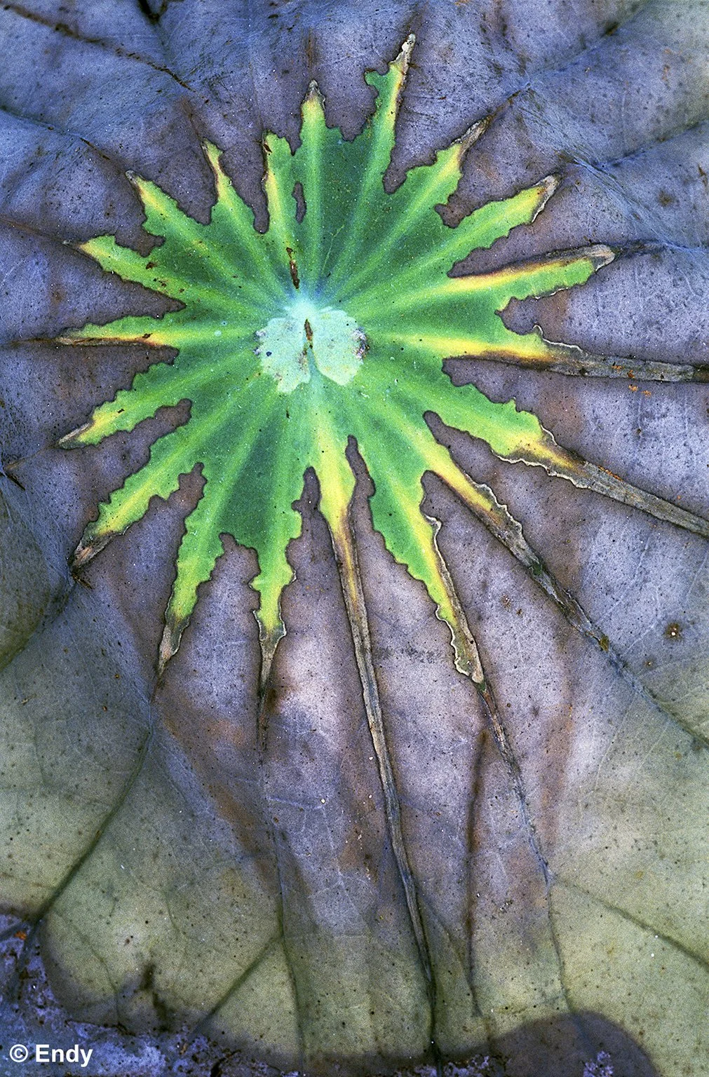 Splashed (decaying lotus leaf) | Ang Mo Kio Town Garden West