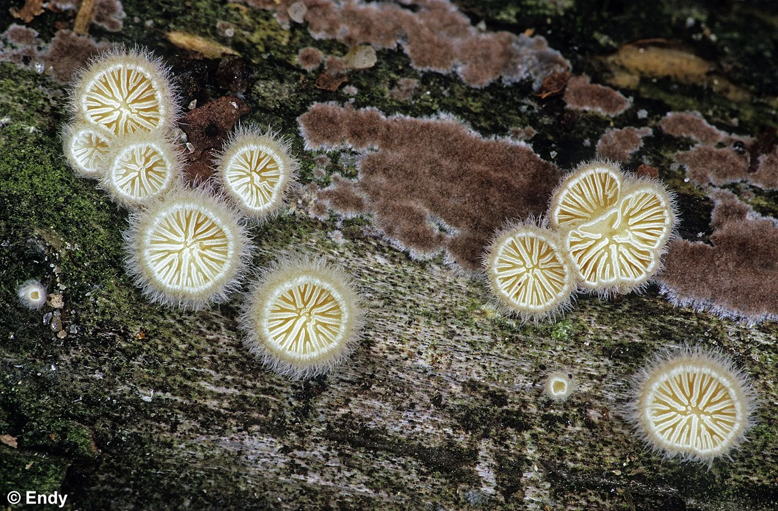 Split-gill 1 (schizophyllum commune) | Windsor Nature Park