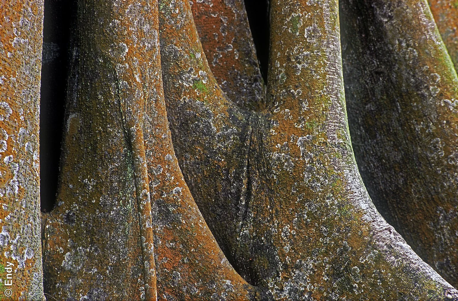 Ficus Tree Base (ficus benjamina) | Chinese Garden