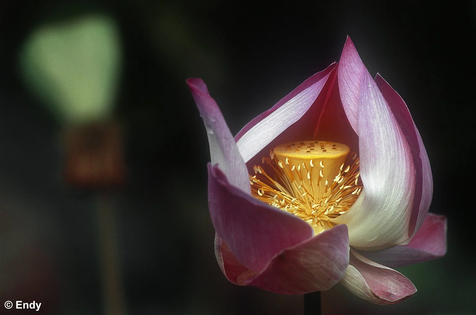 Lotus Blooming  |  Bishan Ang Mo Kio Park 
