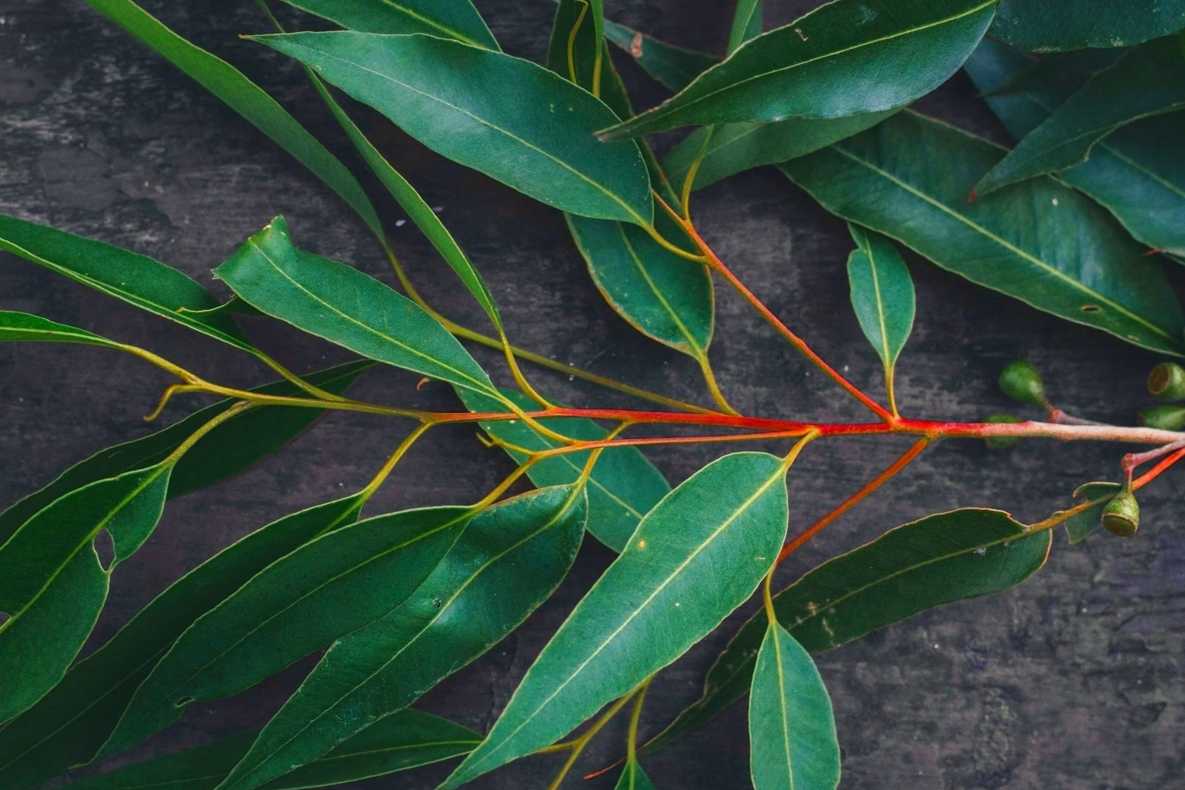 Close-up of eucalyptus leaves on a branch with a dark background.