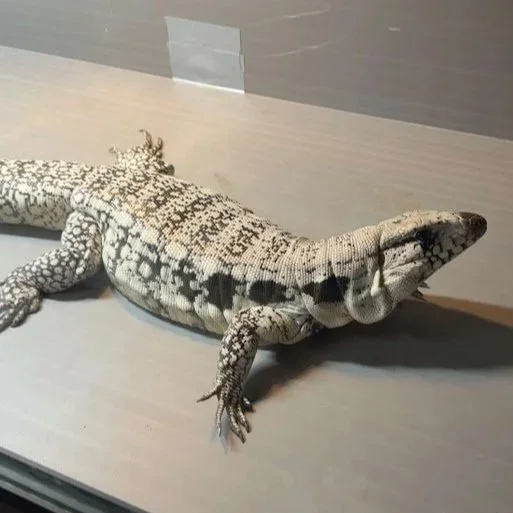 Bleu - Blue Argentine Tegu