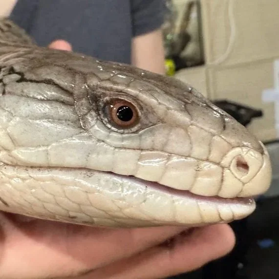 Po - Blue Tongue Skink